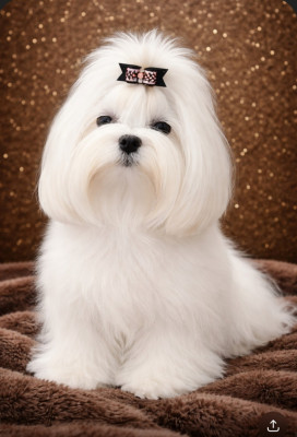 Étalon Bichon maltais - Magic White Illusion Aura-moon