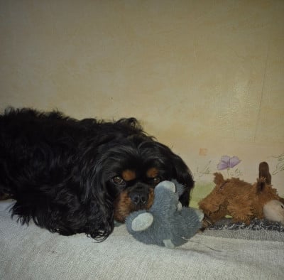 Étalon Cavalier King Charles Spaniel - USKA Du Val De La Vezere