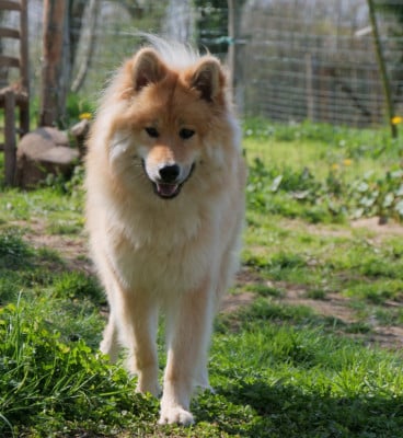 Étalon Eurasier - Alchimie Des Légendes De La Louve Arc-en-ciel