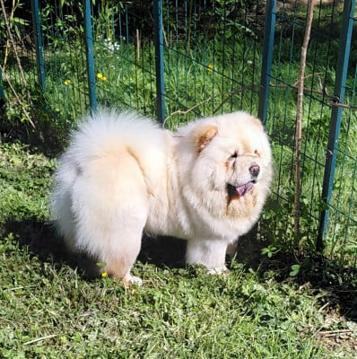 Étalon Chow Chow - Vaiyka domaine de l'étang de la rhode