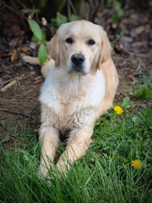 Étalon Golden Retriever - Vicomtesse bourgogne Des Sables D'Or D'Avalonne