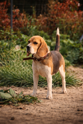 Étalon Beagle - Shanel du marais normand