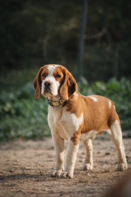 Étalon Beagle - Volcan des coteaux de l'uby