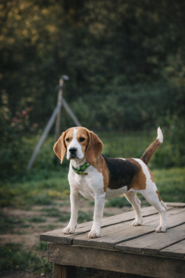 Étalon Beagle - Voyelle Des Terres D’Olim’s