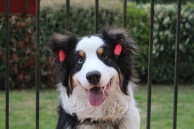 Étalon Berger Australien - Asgard Baldur Des Mille Et Une Pattounes