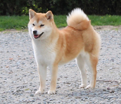 Étalon Shiba - Akira La Colline D'olga