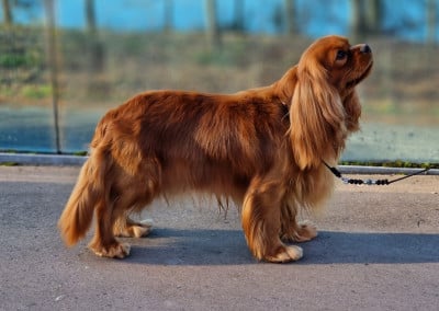 Étalon Cavalier King Charles Spaniel - CH. Un Comte de Lioncourt Des Grandes-duchesses De Pouchkine