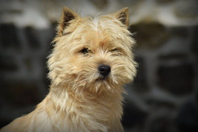 Étalon Cairn Terrier - Viking Star Des Terres De Cérès