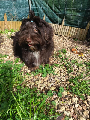 Étalon Bichon Havanais - Alexeï red guardian La Forge aux sept flammes