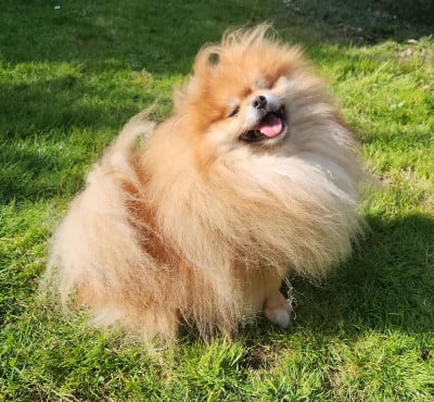 Étalon Spitz allemand - CH. Floryartpom's tyke Jardin de la Petite Etoile