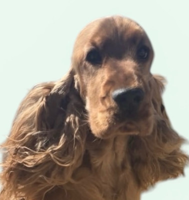 Étalon Cocker Spaniel Anglais - Veuve clicquot favorite du domaine de la Reine