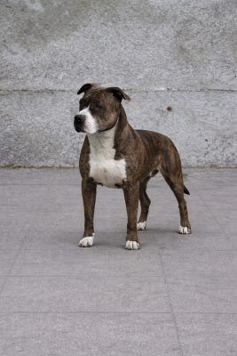 Étalon American Staffordshire Terrier - winwar's Pya mystic