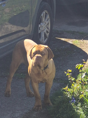 Étalon Dogue de Bordeaux - ARES De L'Elite Royal Dog
