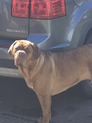 Étalon Dogue de Bordeaux - A-Naya Nostalgie de France