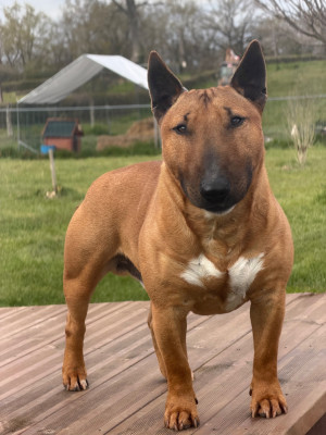 Étalon Bull Terrier Miniature - Toronto (Sans Affixe)