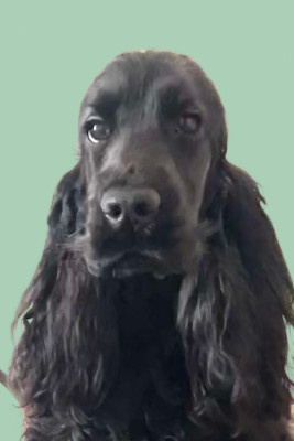 Étalon Cocker Spaniel Anglais - Vive madame la favorite du domaine de la Reine