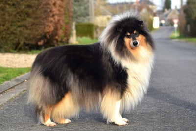 Un petit cookie du domaine des Emeraudes