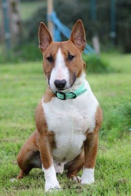 Étalon Bull Terrier Miniature - Torrid Blaze venturesome