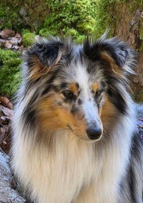 Étalon Shetland Sheepdog - Athéna blue Domaine Du Trimaleï