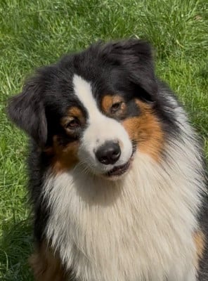 Étalon Berger Australien - Voici la douceur Des Gardiens Du Mermoz