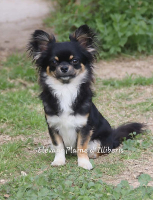 Étalon Chihuahua - Adario De La Plaine D'illiberis