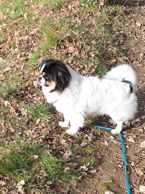 Étalon Epagneul tibetain - Anoki D'Elocera Parck