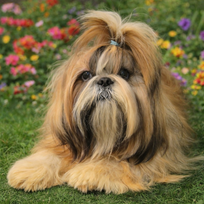 Étalon Shih Tzu - Very nice du chateau d'o-riant