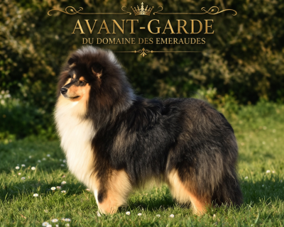 Étalon Colley à poil long - Avant garde du domaine des Emeraudes