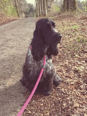 Étalon Cocker Spaniel Anglais - Yvonne Du Pré Aux Etocs