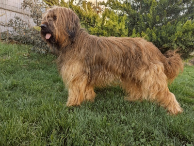 Étalon Berger de Brie - Cot 3 - u'bailey Du Pays Des Hautes Marches