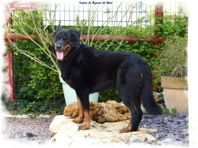 Étalon Berger de Beauce - Soupson Du Royaume De Géane