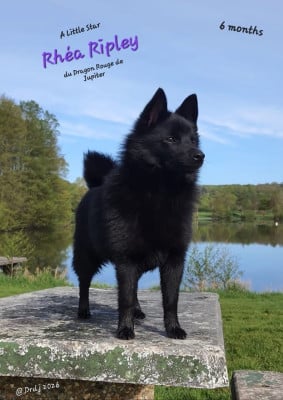 Étalon Schipperke - A Little Star Rhéa Ripley du dragon rouge de jupiter