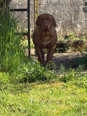 Étalon Dogue de Bordeaux - A-Naya Nostalgie de France