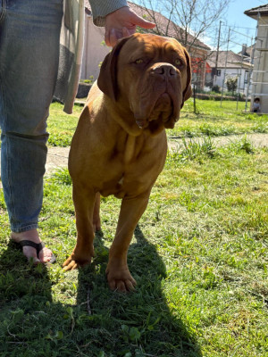 Étalon Dogue de Bordeaux - ARES De L'Elite Royal Dog