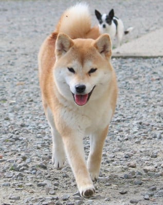 Étalon Shiba - Akira La Colline D'olga