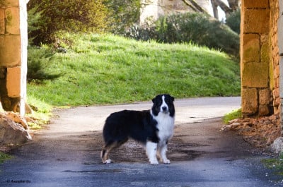 Étalon Berger Australien - CH. Urban black boubba Of Eternal Dreams