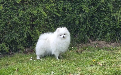 Étalon Spitz allemand - CH. du jardin de Mesoz UMIKA