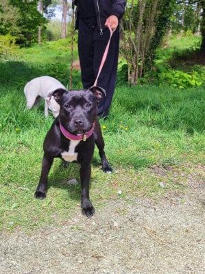 Étalon Staffordshire Bull Terrier - Arya stark rebellious girl Du Corsaire Des Abers