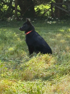 Étalon Schipperke - Akelle est jolie des perles noires