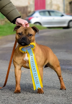Étalon Staffordshire Bull Terrier - Killy'rena Aeill