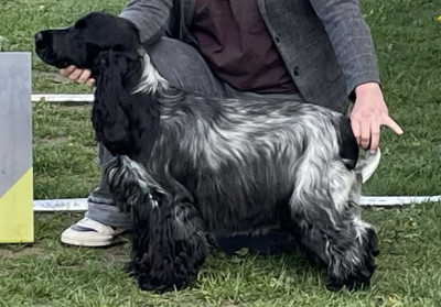Étalon Cocker Spaniel Anglais - Yvonne Du Pré Aux Etocs