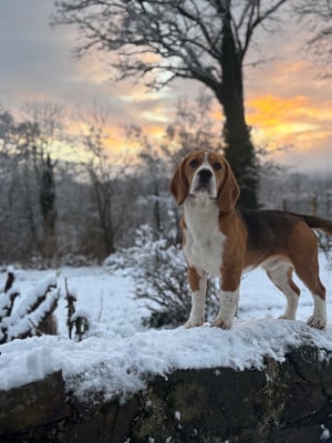 Étalon Beagle - ARMOR LUX Des Chasseurs Du Temps