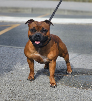 Étalon Staffordshire Bull Terrier - Vegas De La Furia Roja
