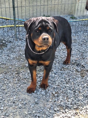 Étalon Rottweiler - V'zara (venus) Of Holly's Kingdom
