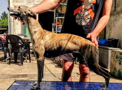 Étalon Whippet - Ava gardner De Lev'horse