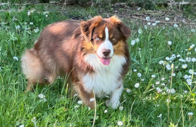 Étalon Berger Américain Miniature - Adorable kimi Des Tres'or De La Lyre