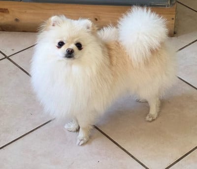 Étalon Spitz allemand - Alizee de brachy-blanche