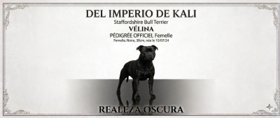 Étalon Staffordshire Bull Terrier - Vélina Del Imperio De Kali