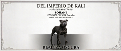 Étalon Staffordshire Bull Terrier - Sohane (Sans Affixe)