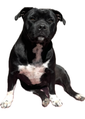 Étalon Staffordshire Bull Terrier - Auna de la Confiance Canine AJS